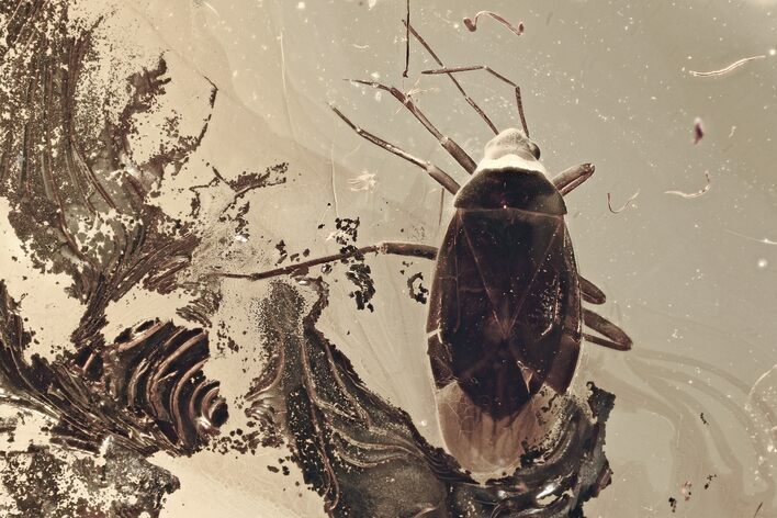 Detailed Fossil True Bug (Miridae?) In Baltic Amber #321675